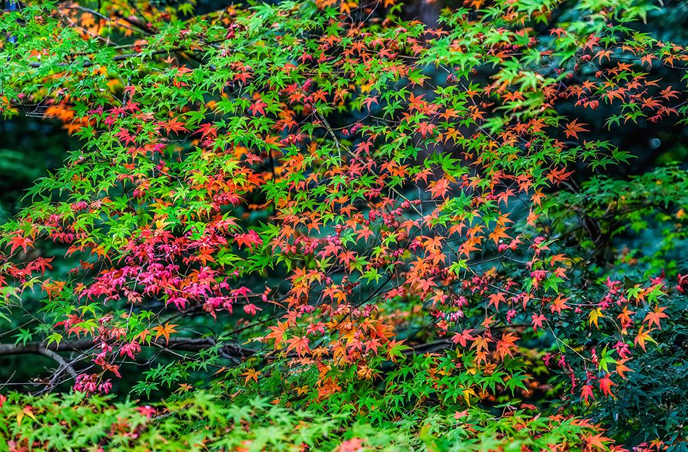 Colorful foliage, Tofuku-ji Buddhist temple, Kyoto, Japan. Famous for its autumn leaves.